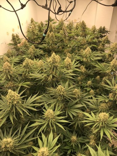 Are these Ready to flip ?