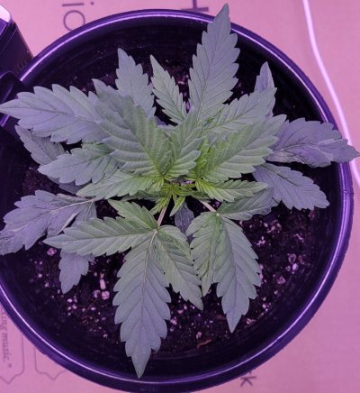 seed-sitting-for-6-years-sprouts-3.jpg