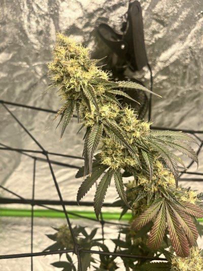 Whole Lotta Pistils in this MF