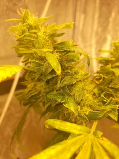 2nd grow in a long time