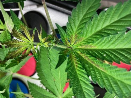 help-diagnosing-and-possible-cure-for-clones.jpg
