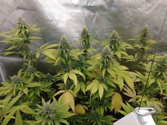 Toms bag seed veg and flower tents