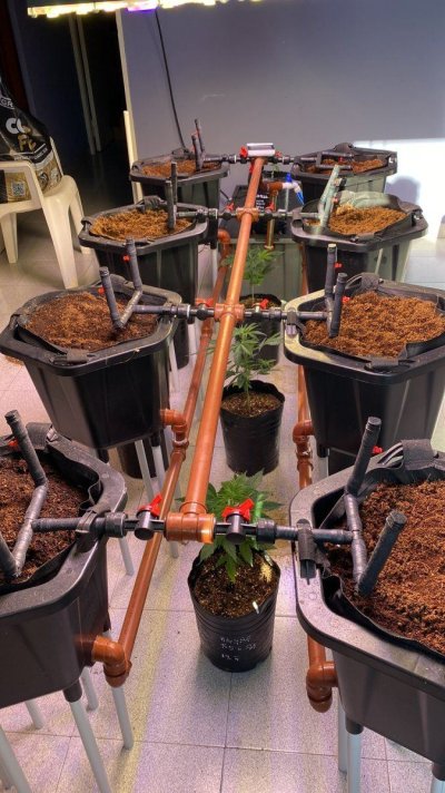 Hi there!! a new grower in the farm!