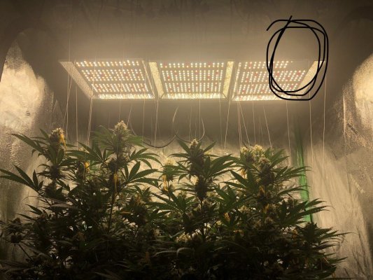 What is a reasonable Gram per Watt yield?