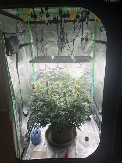What is a reasonable Gram per Watt yield?