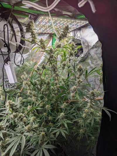Let's See Your Frostiest Flowers