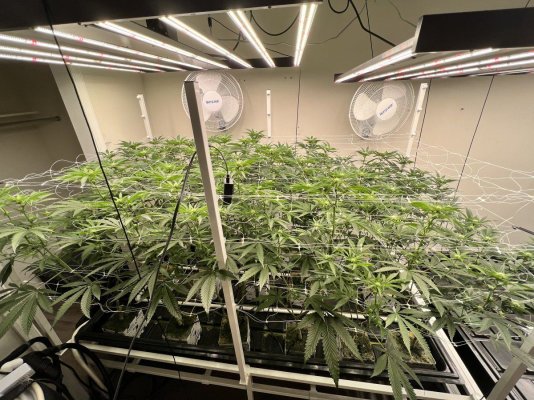 Finally got a grow in my room, officially out of the tent.
