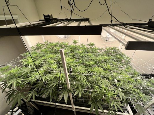 Finally got a grow in my room, officially out of the tent.
