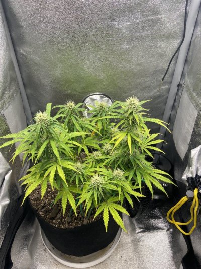 ilgm-og-kush-autoflower-microgrow-2.jpeg
