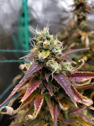 Indoor Organic Soil Grow/First Time Starting With Rooted Clones