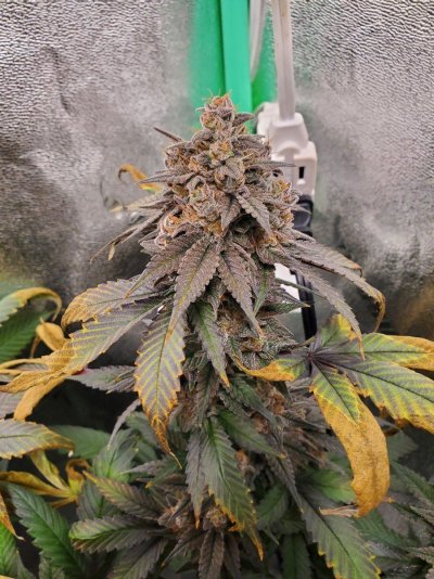 Indoor Organic Soil Grow/First Time Starting With Rooted Clones
