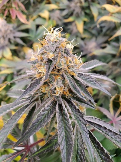 Indoor Organic Soil Grow/First Time Starting With Rooted Clones