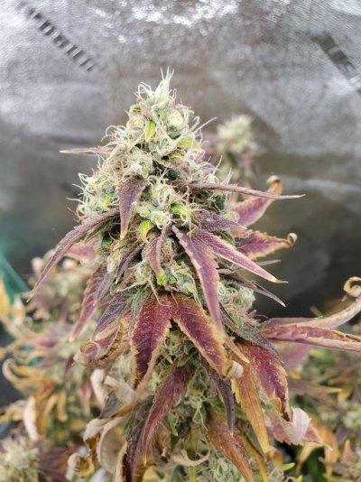 Indoor Organic Soil Grow/First Time Starting With Rooted Clones