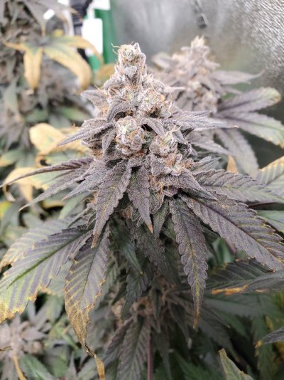 Indoor Organic Soil Grow/First Time Starting With Rooted Clones