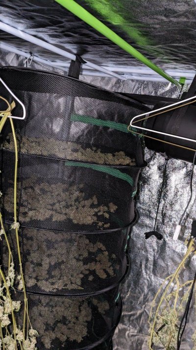 Crop K. Seeds Black Domina 4x4 DWC