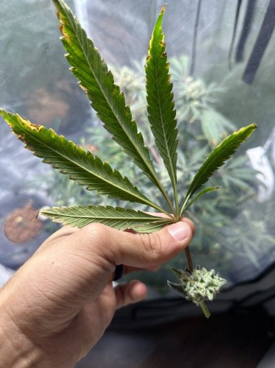 Growrx grow diary “ 2021 5x5 RDWC "