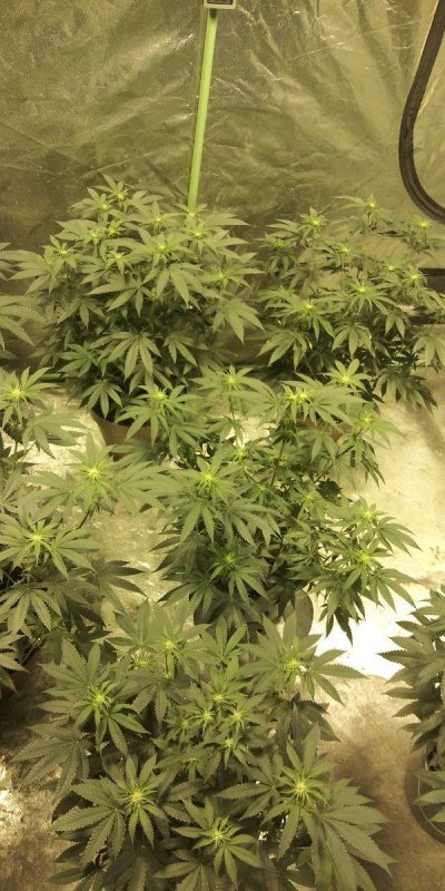White Rhino grow progress pics