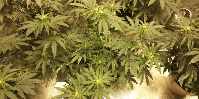 White Rhino grow progress pics