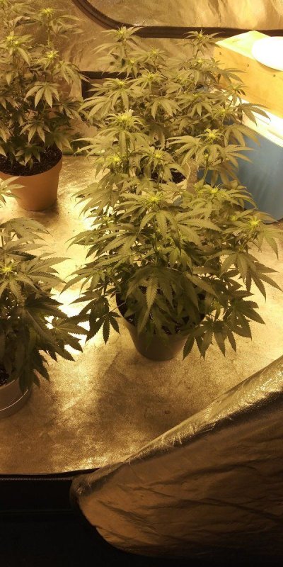 White Rhino grow progress pics