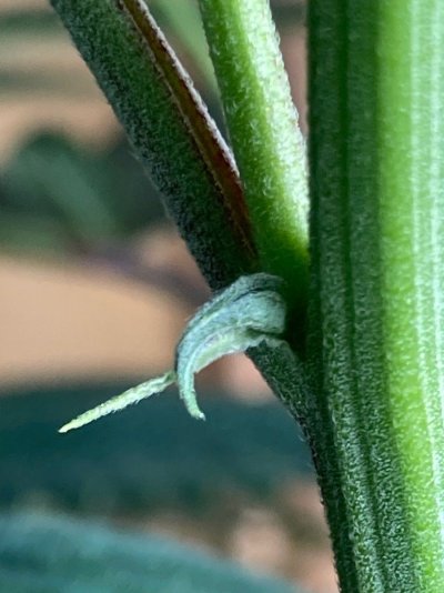 Looks to me like I have an intruder. Male?