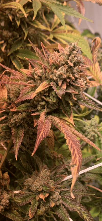 Let's See Your Frostiest Flowers