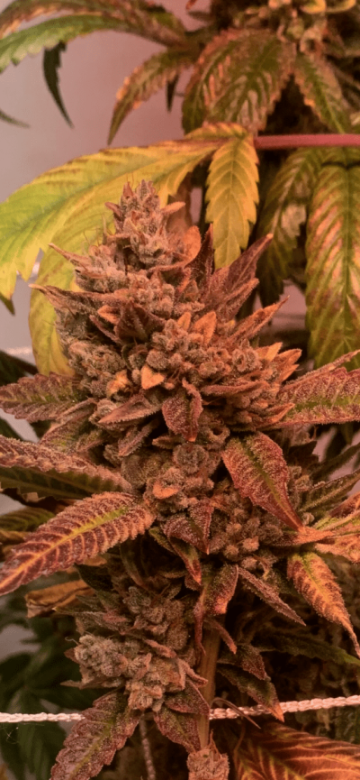 Let's See Your Frostiest Flowers