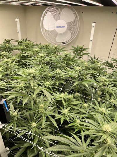 Finally got a grow in my room, officially out of the tent.