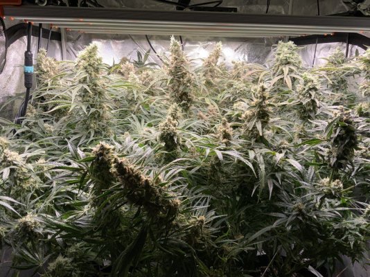Spider Farmer LED Grow