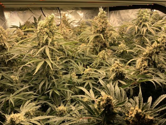 Spider Farmer LED Grow