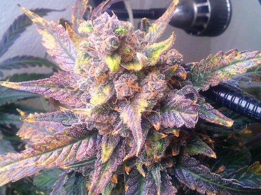 My 2nd grow and beyond