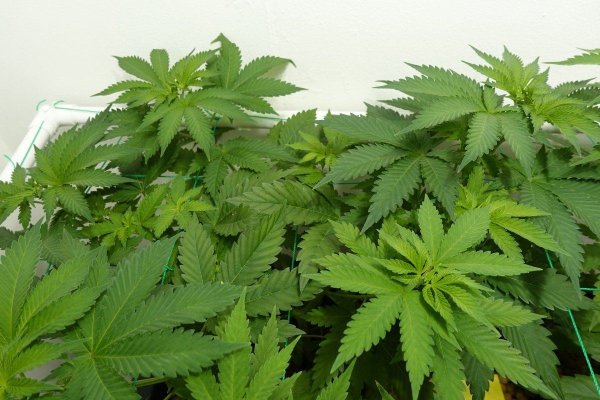 Chemistry's grow your own quality stash.