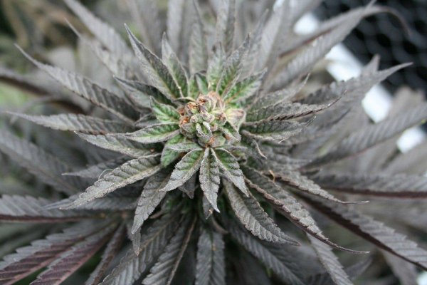 purplebud6.jpg