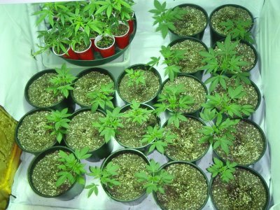 Grow 4.jpg