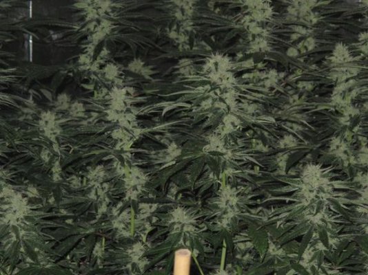sourd'sday40.jpg