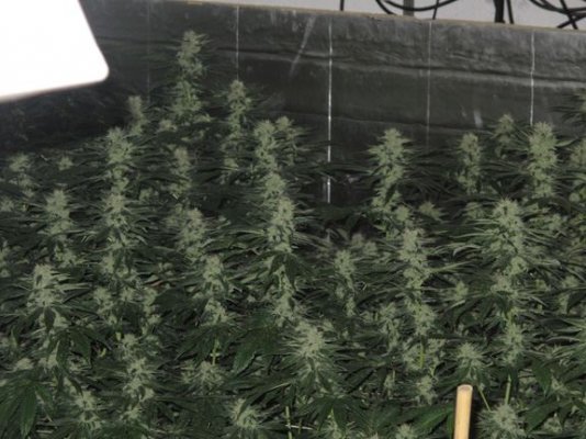 sourd'sday40pic2.jpg