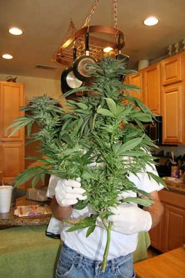 harvest013.jpg