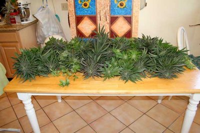 harvest016.jpg