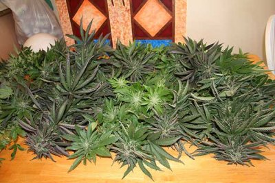 harvest017.jpg