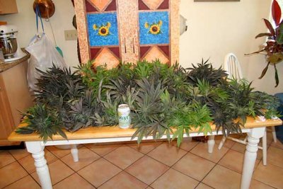 harvest025.jpg
