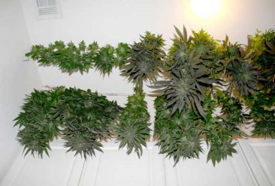 harvest040.jpg
