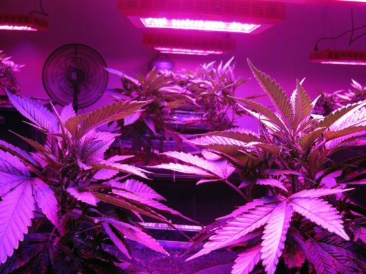 357-magnum-led--purple-kush-10.jpg