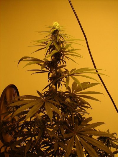 ganja.jpg