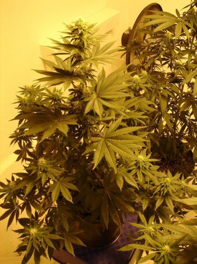 ganja (2).JPG