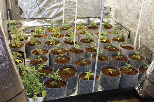 super-grow-005.jpg