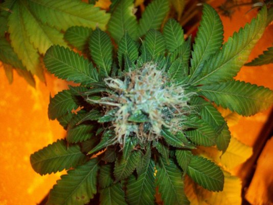 Greenhouse Bubba Kush - Organic