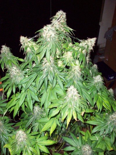 Greenhouse Bubba Kush - Organic