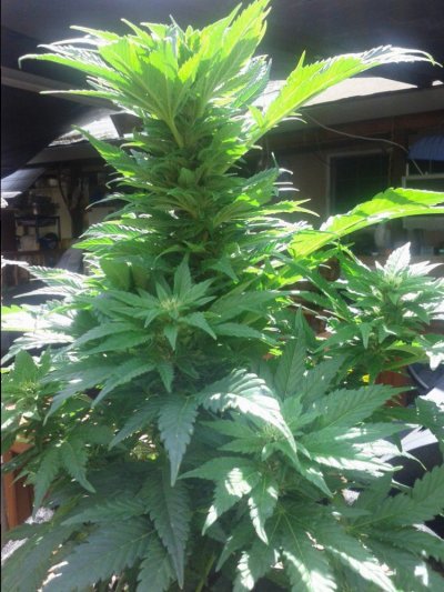 is-my-plant-re-vegging.jpg