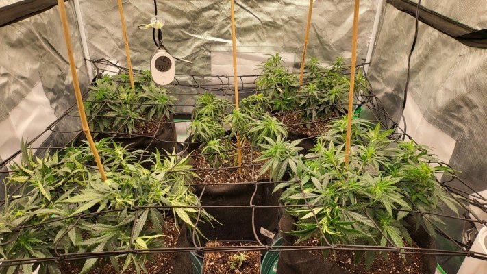 NEWBIE HERE.  Thought I'd share what's in my tent at the moment....