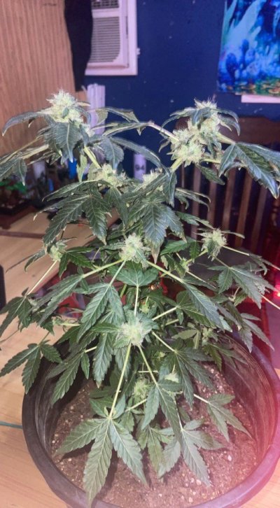 new-problems-with-the-plant-2.jpeg