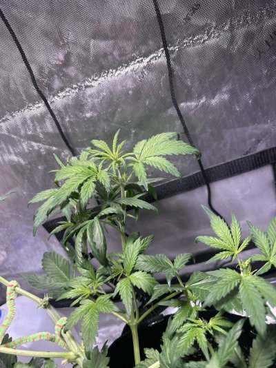 my-plants-leaf-tips-started-curling-down-2.jpg